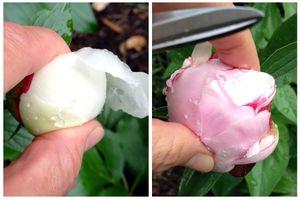 How to cut peonies in a bouquet