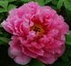 Tree peony Pink Water-lily - Rou Fu Rong