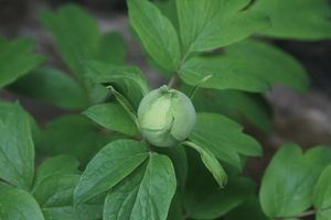 Why your peony buds but never flowers?