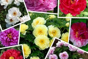 Pre-sale and reservation of all varieties of peonies of the 2022 season