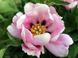 Paeonia rockii Fresh Pink - Qing Xin Fen (open root)