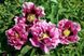Paeonia rockii Full of pink flowers - Sheng Hua Fen (open root)