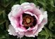 Paeonia rockii Icy Heart Pink Lotus - Bing Xin Fen Lian (open root)