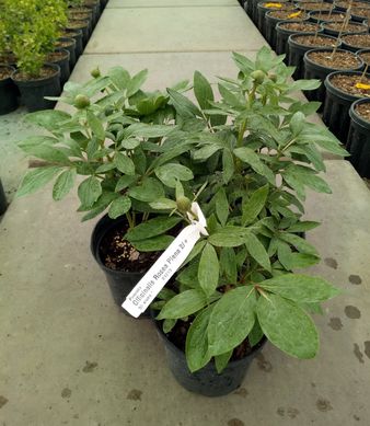 Півонія лікарська Rosea Plena - Paeonia officinalis Rosea Plena