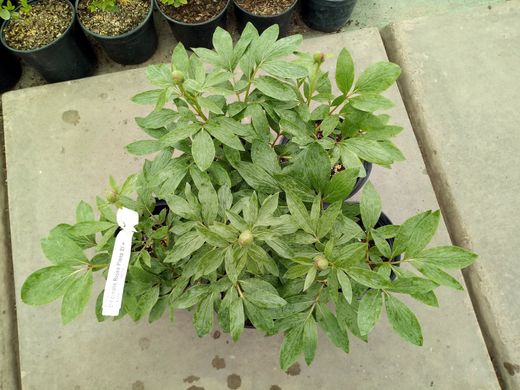 Півонія лікарська Rosea Plena - Paeonia officinalis Rosea Plena
