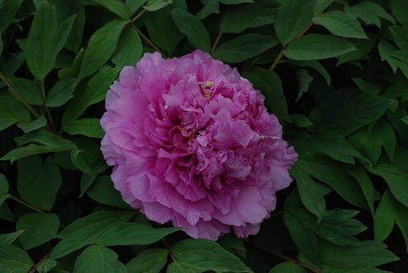 Tree peony Limpid Dews on Two-horned Flower - Ling Hua Zhan Lu (open root)