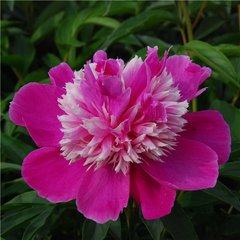 Herbaceous peony Exotic Flower Kissing Frost - Qi Hua Lu Shuang