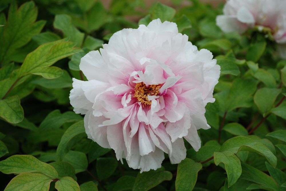 Tree Peony Peach Blossom Covered With Snow Xue Ying Tao Hua - 