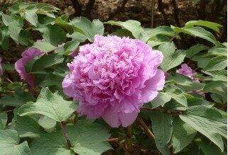 Tree peony Lavender Blue - Qing Cui Lan (open root)
