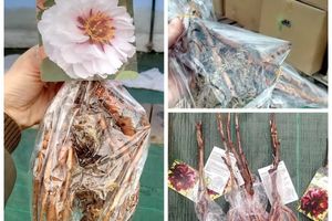 New autumn collection of tree peonies!