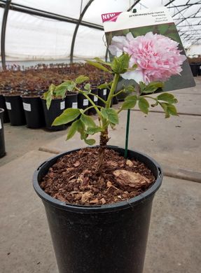 Tree peony Zhao's Pink (1 year)