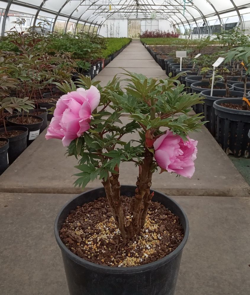 Tree peony Prosperous Family - Fu Gui Man Tang buy in Ukraine, the ...