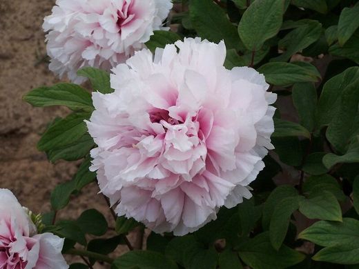 Tree peony Peach Blossom Covered with Snow (1 year)