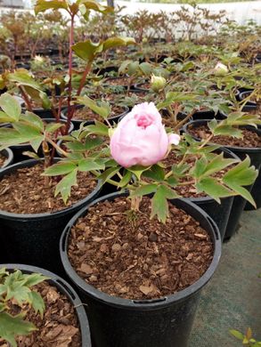 Tree peony Pink Water-lily (1 year)