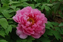 Tree peony Pink Water-lily - Rou Fu Rong