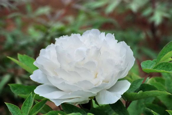Tree peony White Snow - Bai Xue Gong Zhu