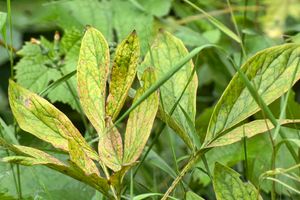 Peony diseases and their treatment