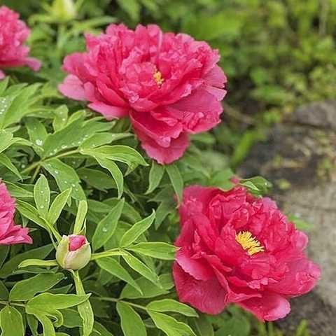 Tree peony Asahi-minato - Xu Gang buy in Ukraine, the widest range