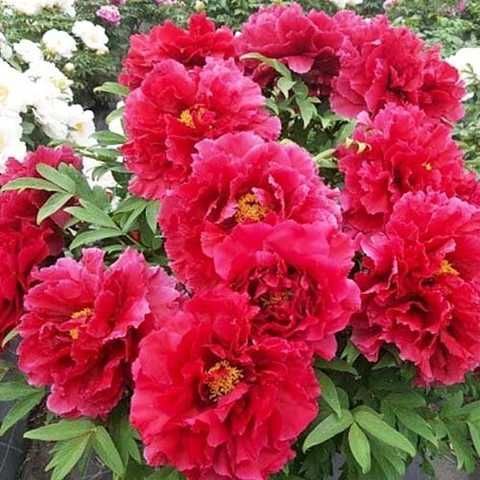 Tree peony Asahi-minato - Xu Gang buy in Ukraine, the widest range