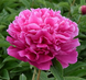 Herbaceous peony Riches and Honour Red - Fu Gui Hong