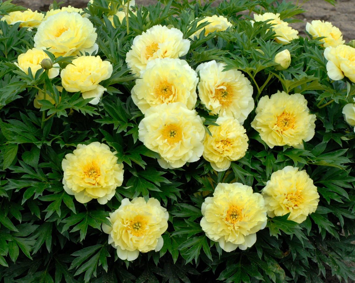 Bartzella peony deals