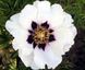 Paeonia rockii Black-haired Girl - Hei Fa Nu Lang (open root)