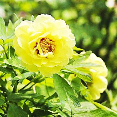 Tree peony High Noon - Hai Huang (open root)