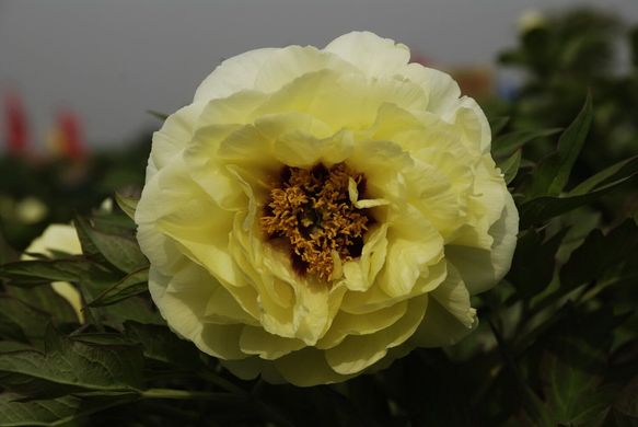 Tree peony High Noon - Hai Huang (open root)