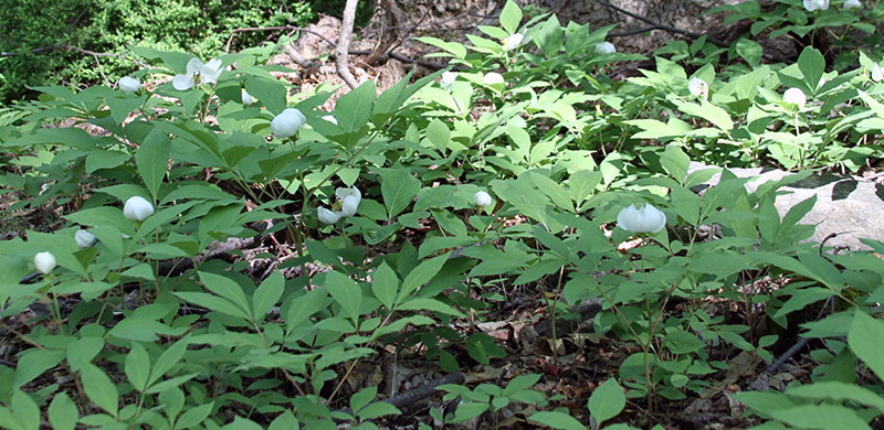 Травянистые лесные теневые пионы (Paeonia obovata и Paeonia japonica)
