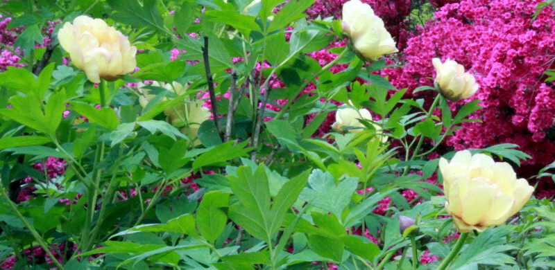 Желтые древовидные пионы (Lutea гибриды)