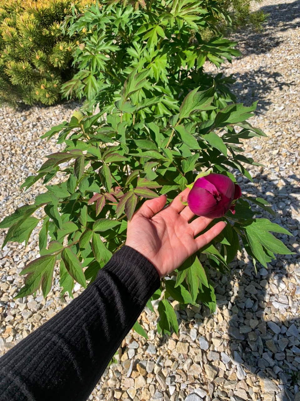 What do our peonies look like on the client's site
