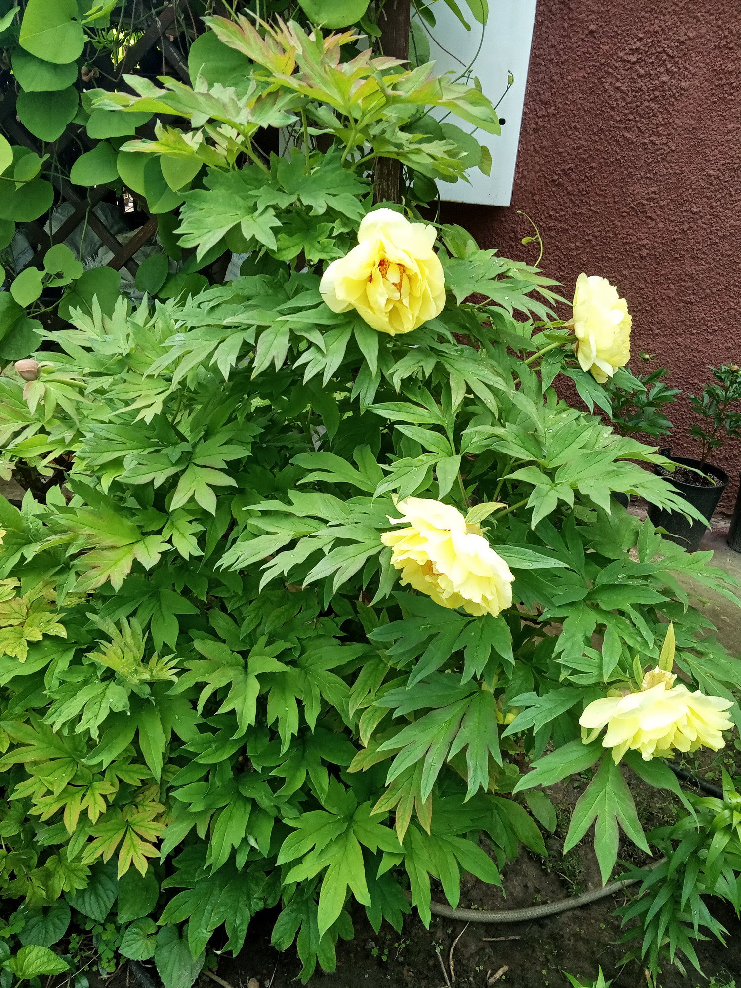What do our peonies look like on the client's site