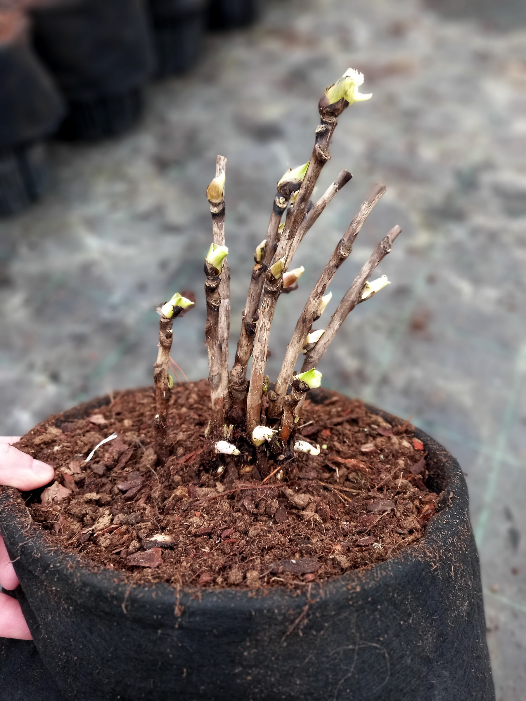 Aerial pruning and formation of peony roots